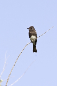 Black Phoebe