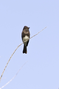Black Phoebe