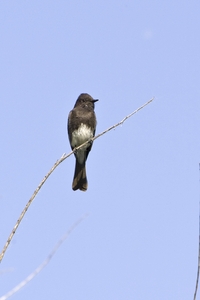 Black Phoebe
