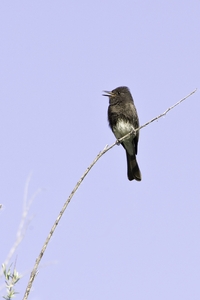 Black Phoebe