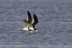 Black Skimmer