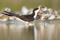 Black Skimmer