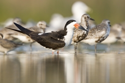Black Skimmer