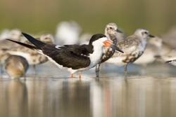 Black Skimmer