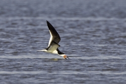 Black Skimmer