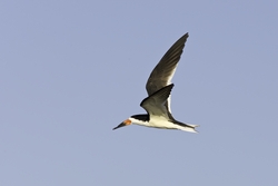 Black Skimmer