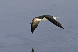 Black Skimmer