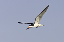 Black Skimmer