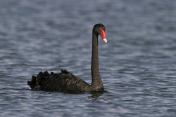 Black Swan