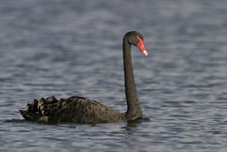 Black Swan