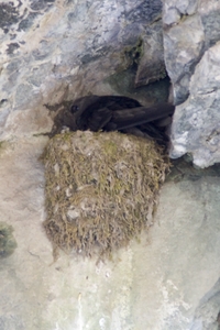 Black Swift