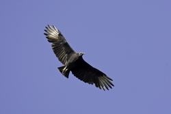 Black Vulture