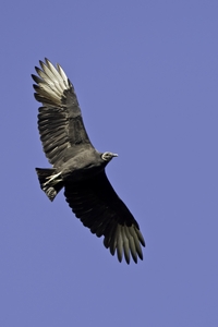 Black Vulture