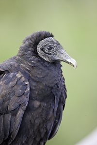 Black Vulture