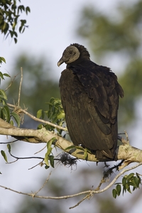 Black Vulture