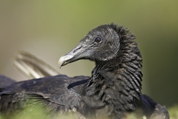 Black Vulture