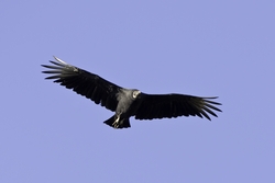 Black Vulture