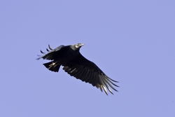 Black Vulture