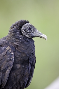 Black Vulture