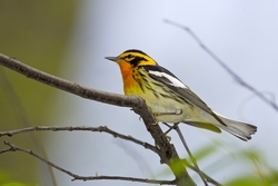 Blackburnian Warbler