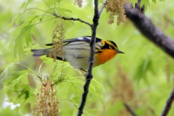 Blackburnian Warbler