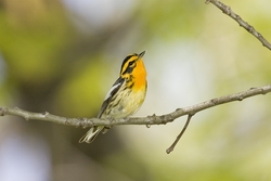 Blackburnian Warbler