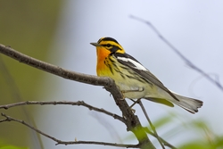 Blackburnian Warbler