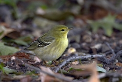 Blackpoll Warbler