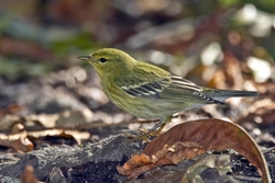 Blackpoll Warbler
