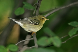 Blackpoll Warbler