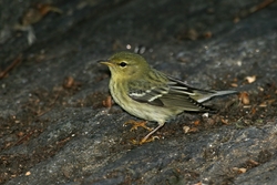 Blackpoll Warbler