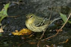 Blackpoll Warbler