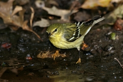 Blackpoll Warbler