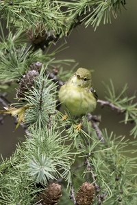 Blackpoll Warbler