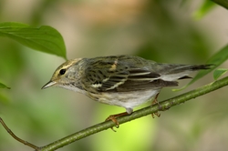 Blackpoll Warbler