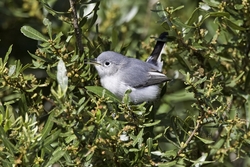 Blue-gray Gnatcatcher