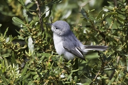 Blue-gray Gnatcatcher