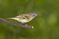 Blue-headed Vireo