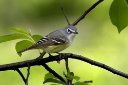Blue-headed Vireo