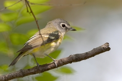 Blue-headed Vireo