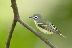 Blue-headed Vireo