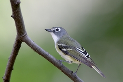 Blue-headed Vireo