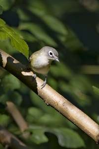 Blue-headed Vireo