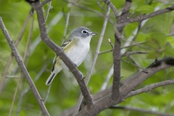 Blue-headed Vireo