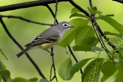 Blue-headed Vireo