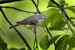 Blue-headed Vireo