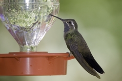 Blue-throated Hummingbird