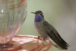 Blue-throated Hummingbird