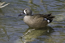 Blue-winged Teal
