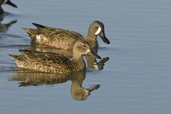 Blue-winged Teal